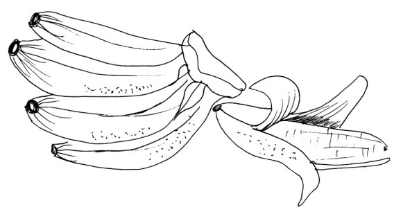 Molde de Frutas para Imprimir: 19 desenhos  Frutas para colorir, Banana  desenho, Desenhos de frutas