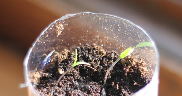 como fazer vaso de garrafa pet para plantar