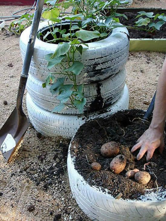 horta em casa