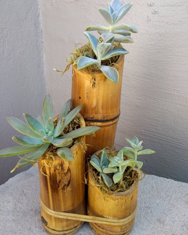 Vaso de plantas de bambu