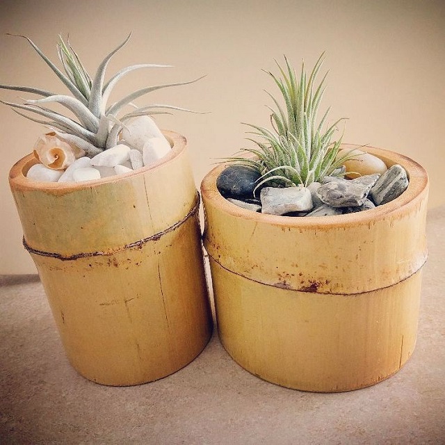 Vaso de plantas de bambu