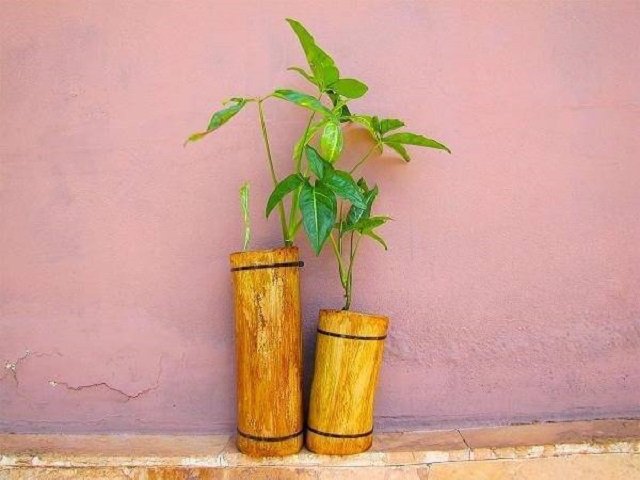 Vaso de planta de bambu