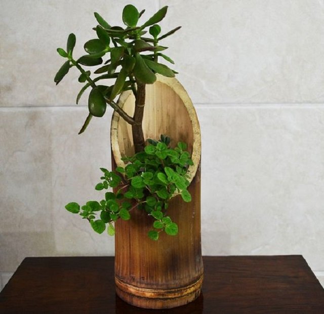 Vaso de planta de bambu