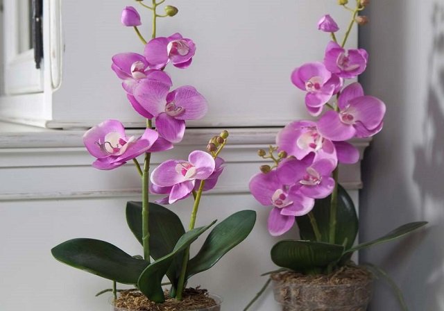 Orquídea