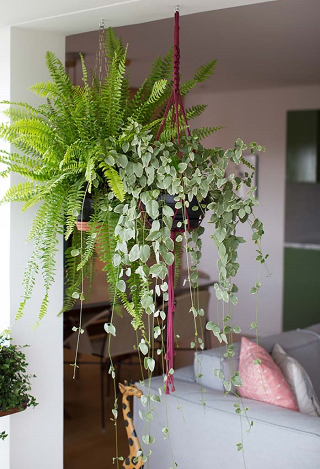 Sala com vasos de plantas