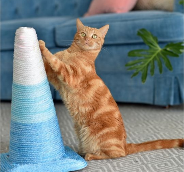 como montar um arranhador para gatos