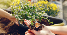 Aprenda Como Fazer um Jardim Simples e Fácil de Cuidar