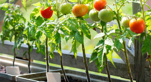 Horta com tomates