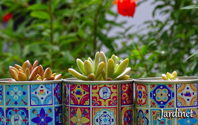 Latas personalizadas com suculentas