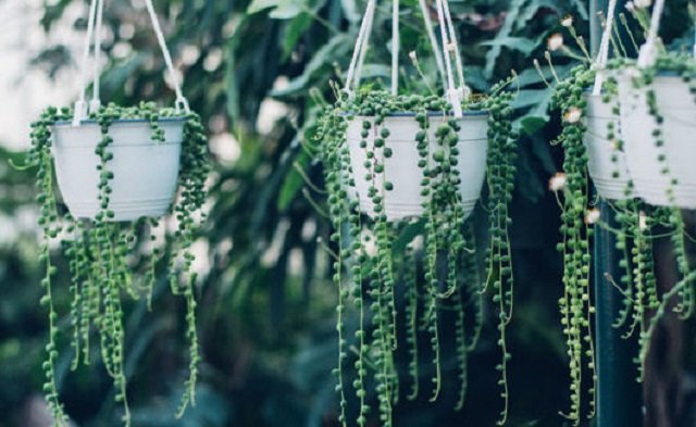 Vasos de plantas suspensos