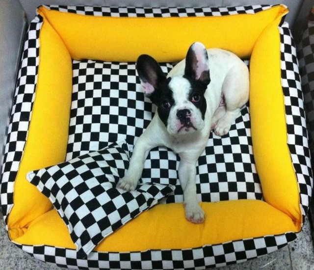 como fazer caminha de cachorro?