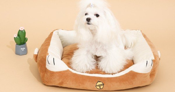 Como Fazer Casinha de Cachorro: 5 Passo a Passos Simples