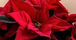 Flor do Natal: 26 Ideias para Deixar sua Casa Ainda mais linda Nessa Época do Ano