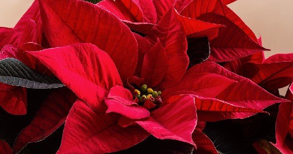 Flor do Natal: 26 Ideias para Deixar sua Casa Ainda mais linda Nessa Época  do Ano | Revista Artesanato