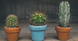 Vasos Criativos: 26 Inspirações Lindas de Mini Vasos para Decorar o seu Jardim