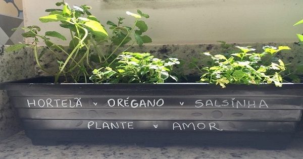 Horta de Temperos em Casa: 10 Dicas para Fazer a Sua