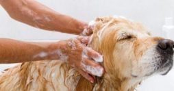 Como Fazer Sabonete Antipulgas para Cachorro