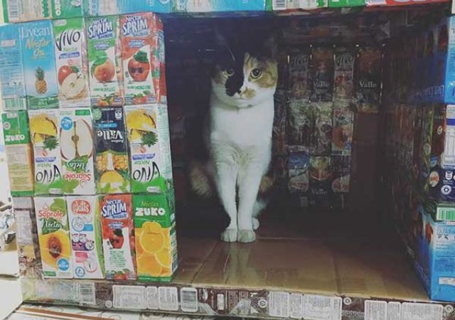 casinha para gatos com material reciclado