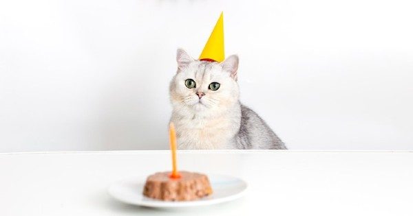 Aniversário de Gato: 37 Ideias Incríveis de Decoração