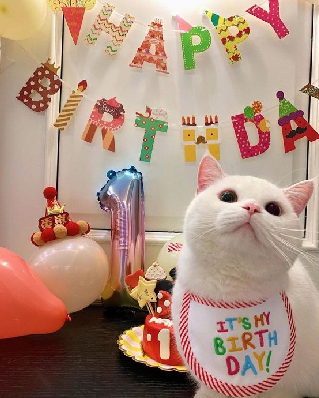 aniversario de gato