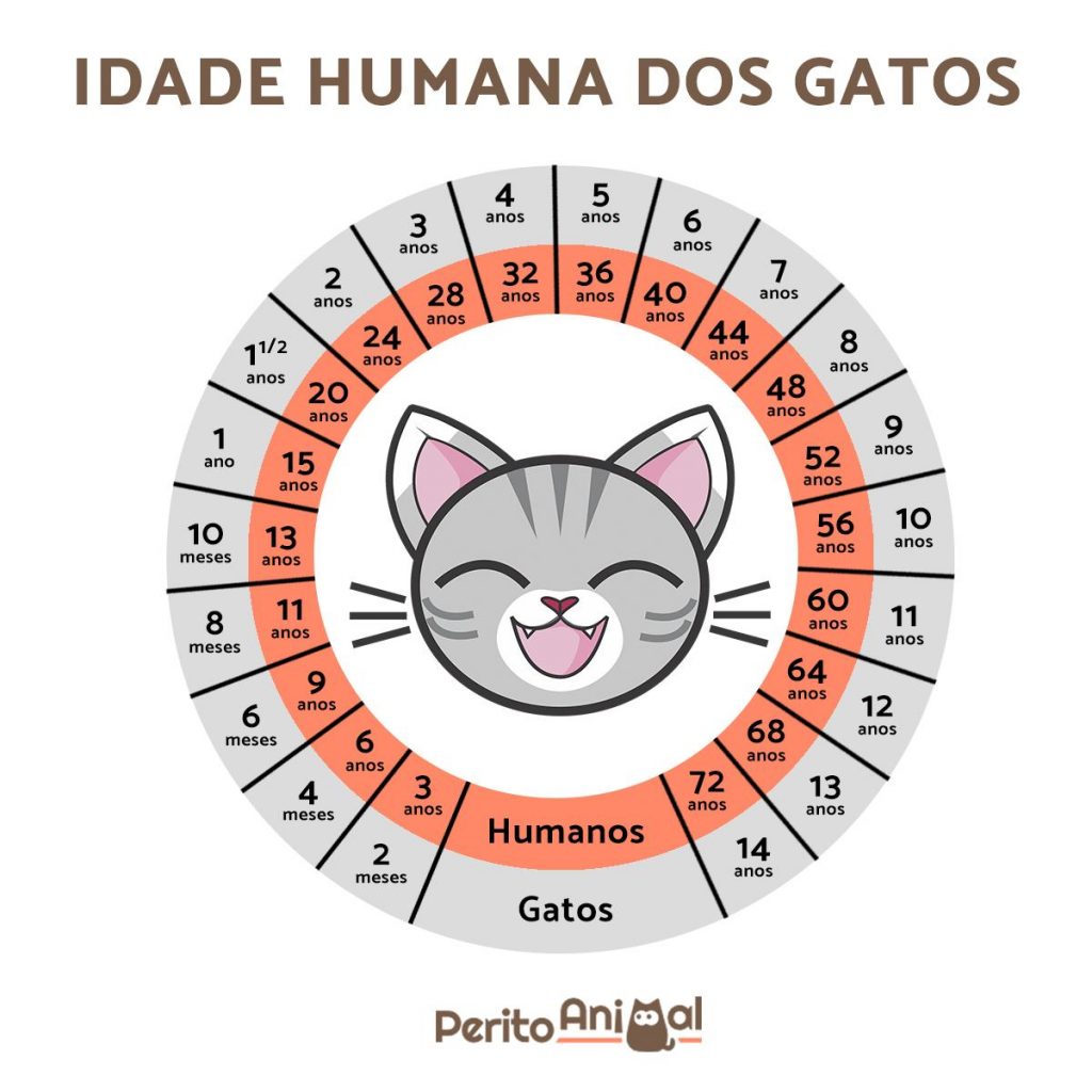 aniversario de gato