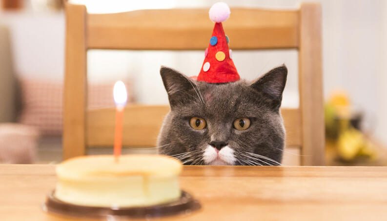 aniversario de gato