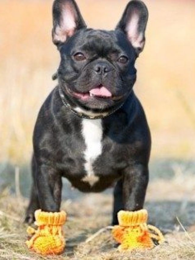 Sapatinho de crochê para cachorros