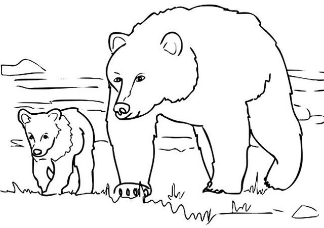 desenhos de ursos para imprimir
