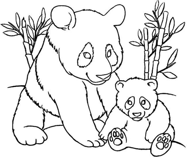 urso panda para colorir