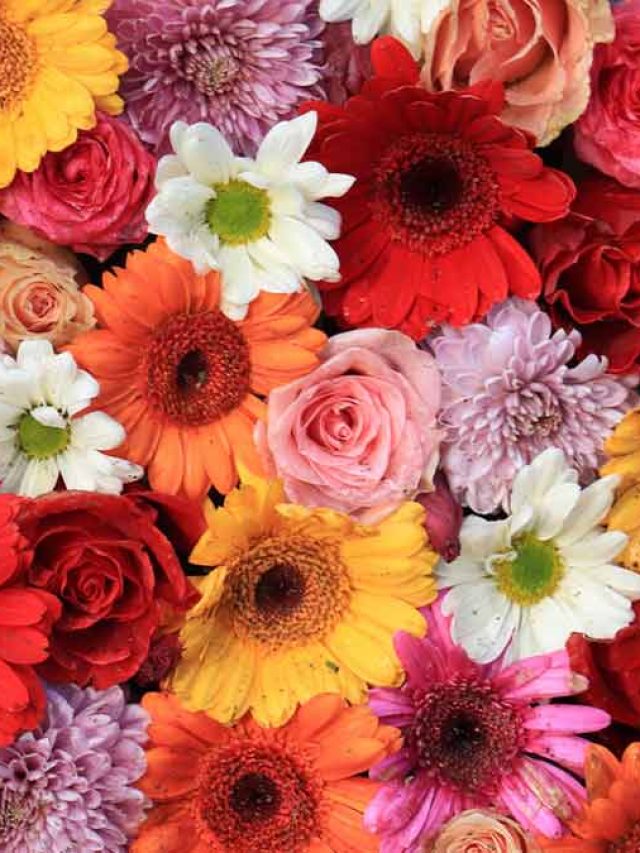 55 Mensagens de Dia das Mães para Baixar e Enviar Grátis