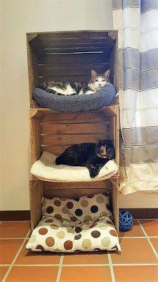 cama para gato de caixote